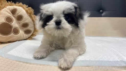 成約済の兵庫県のチワマル:チワワ×マルチーズ-337352の4枚目